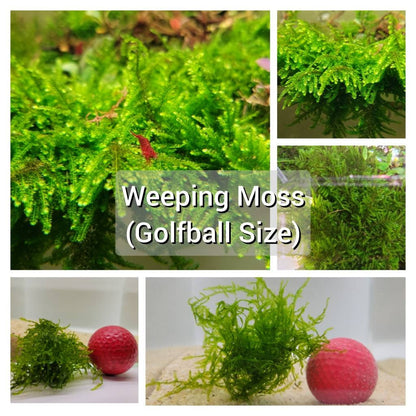 Weeping Moss Golfball | Live Aquarium Moss | Shrimp Tank | Easy Care Low Light Moss | Nano Tank