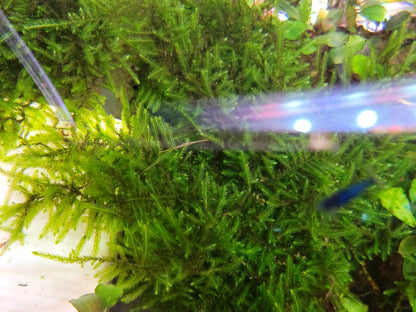 Weeping Moss Golfball | Live Aquarium Moss | Shrimp Tank | Easy Care Low Light Moss | Nano Tank