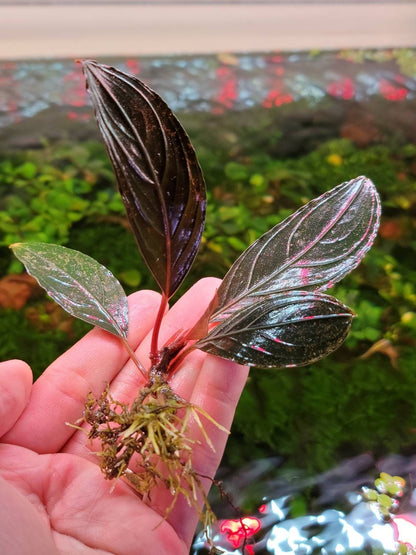 Bucephalandra Sp. Dark Skeleton King | Rare Live Aquarium Plant | Unique Collector Variety | Low Light | Shrimp Tank