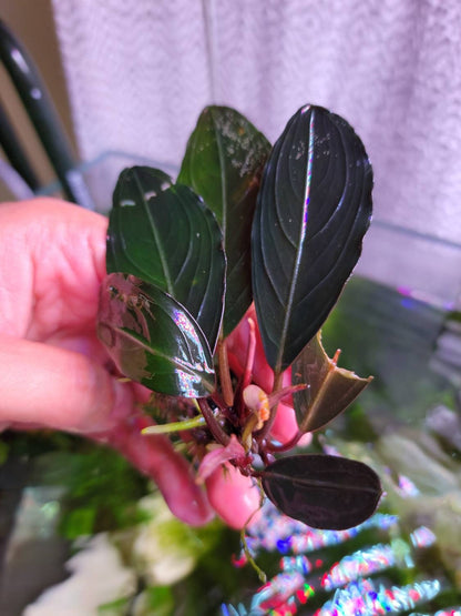 Bucephalandra Sp. Dark Skeleton King | Rare Live Aquarium Plant | Unique Collector Variety | Low Light | Shrimp Tank