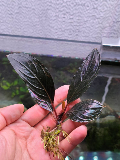 Bucephalandra Sp. Dark Skeleton King | Rare Live Aquarium Plant | Unique Collector Variety | Low Light | Shrimp Tank