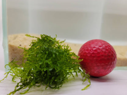 Weeping Moss Golfball | Live Aquarium Moss | Shrimp Tank | Easy Care Low Light Moss | Nano Tank