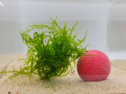Weeping Moss Golfball | Live Aquarium Moss | Shrimp Tank | Easy Care Low Light Moss | Nano Tank