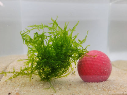 Weeping Moss Golfball | Live Aquarium Moss | Shrimp Tank | Easy Care Low Light Moss | Nano Tank