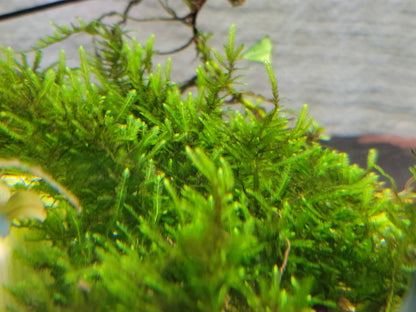Weeping Moss Golfball | Live Aquarium Moss | Shrimp Tank | Easy Care Low Light Moss | Nano Tank