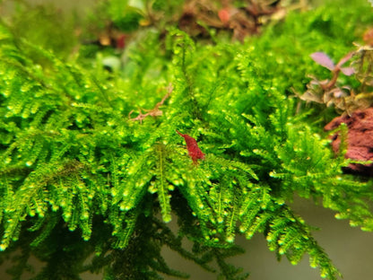 Weeping Moss Golfball | Live Aquarium Moss | Shrimp Tank | Easy Care Low Light Moss | Nano Tank