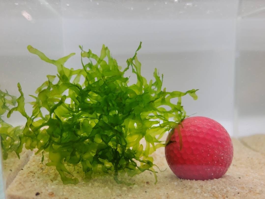 Buy 2 Get 1 Free* Subwassertang Moss - Aquarium Moss (Golfball Size)