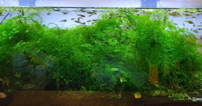 Buy 2 Get 1 Free | Subwassertang Live Aquarium Moss | Shrimp Tank | Easy Low Light Moss | Nano Tank