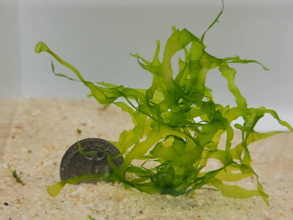 Buy 2 Get 1 Free | Subwassertang Live Aquarium Moss | Shrimp Tank | Easy Low Light Moss | Nano Tank