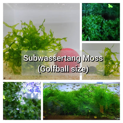 Buy 2 Get 1 Free | Subwassertang Live Aquarium Moss | Shrimp Tank | Easy Low Light Moss | Nano Tank