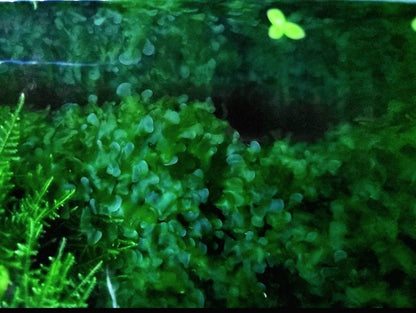 Buy 2 Get 1 Free | Subwassertang Live Aquarium Moss | Shrimp Tank | Easy Low Light Moss | Nano Tank