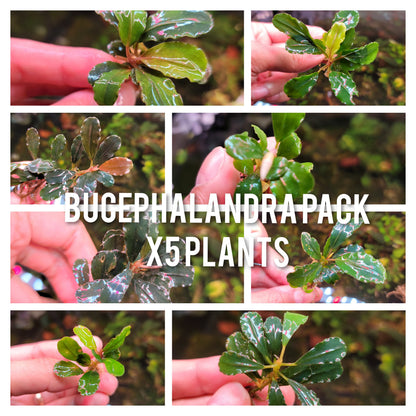 Live Bucephalandra Aquarium Plant | Unique Rare Variety | Mystery Bonus | Low Light Rhizome | Fish Tank Decor