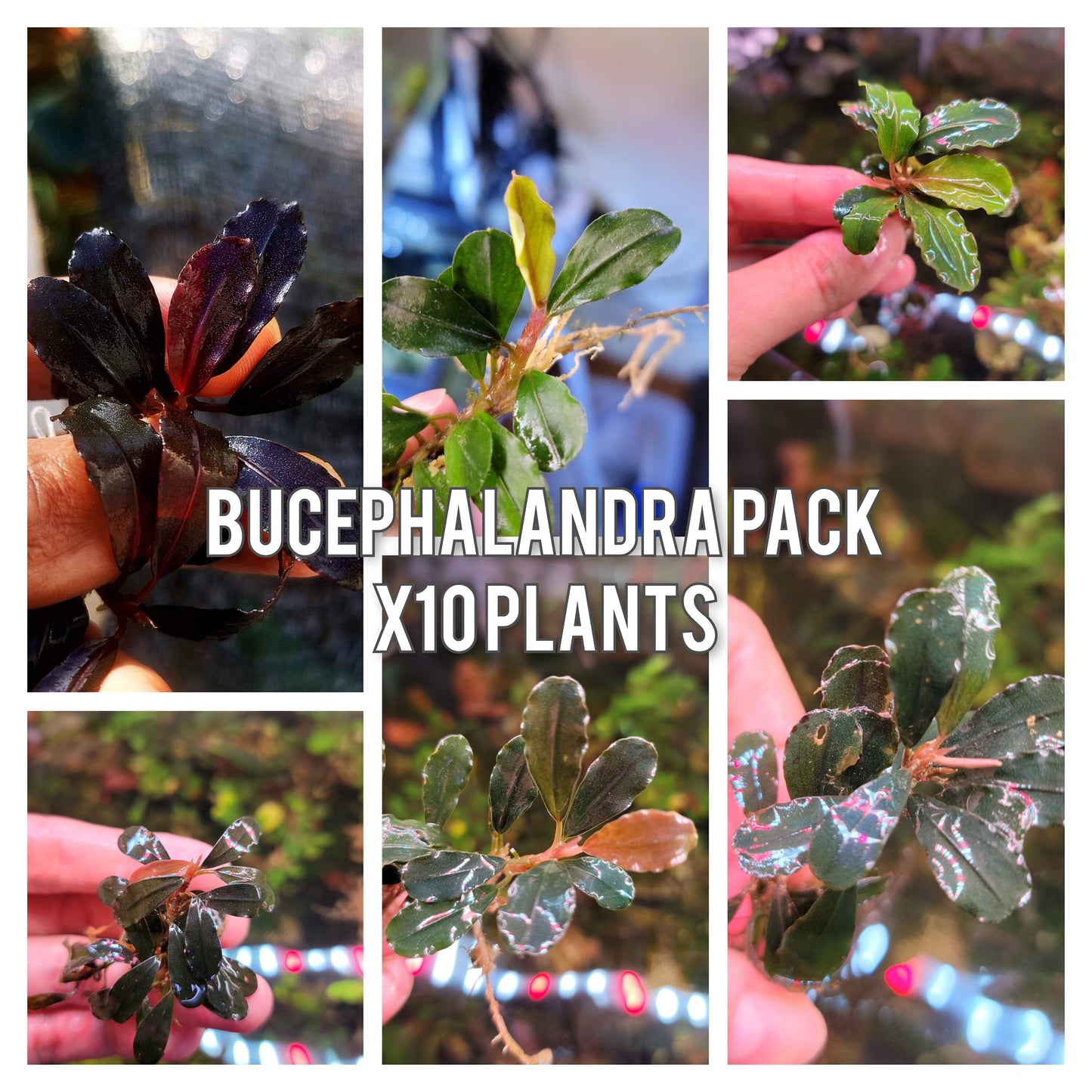Live Bucephalandra Rare Aquarium Plants, Unique Adorable Fish Tank Décor Plant With Mystery Bonus, Fish Lover Gift