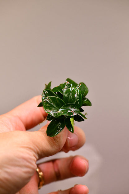 Buy 2 Get 1 Free | Anubias Nana Bonsai Japan | Rare Live Aquarium Plant | Low Light | Easy Care