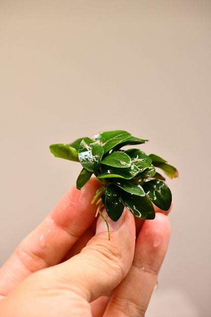 Buy 2 Get 1 Free | Anubias Nana Bonsai Japan | Rare Live Aquarium Plant | Low Light | Easy Care