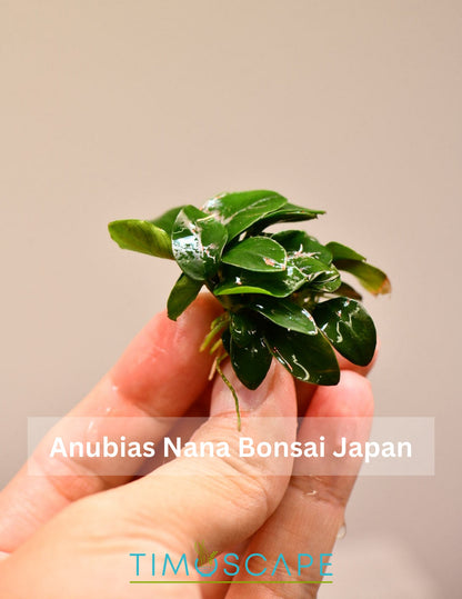 Buy 2 Get 1 Free | Anubias Nana Bonsai Japan | Rare Live Aquarium Plant | Low Light | Easy Care