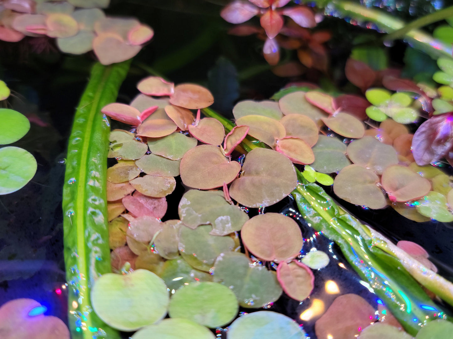 RED ROOT FLOATERS Aquarium Plants, Phyllanthus Fluitans Easy To Care Fish Tank Plant Decorations, Fish Enthusiast Gifts