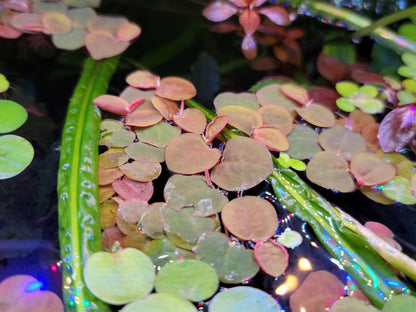 Red Root Floaters | Live Aquarium Floating Plant | Easy Care | Betta Tank | Shrimp Tank | Low Light Surface Plant