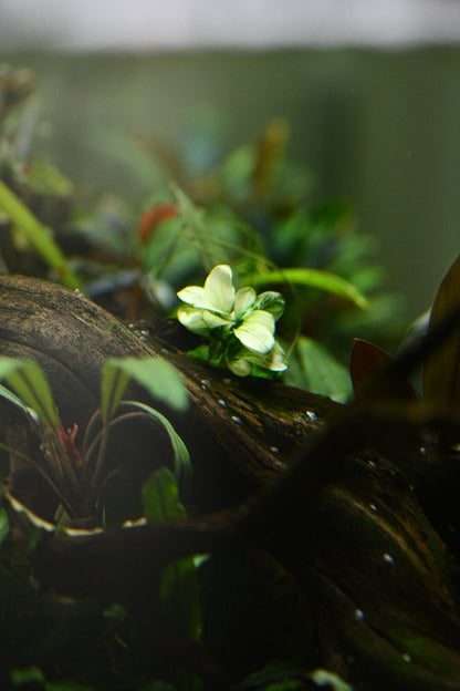 Buy 2 Get 1 Free | Anubias Nana Petite White | Rare White Variegated Aquarium Plant | Low Light | Shrimp Safe
