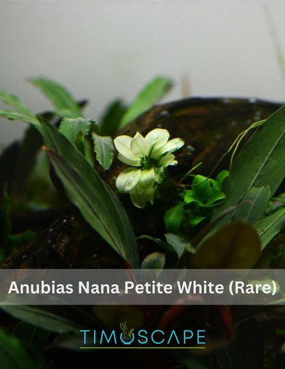 Buy 2 Get 1 Free | Anubias Nana Petite White | Rare White Variegated Aquarium Plant | Low Light | Shrimp Safe