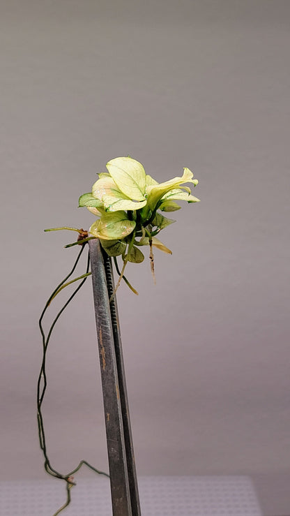 Buy 2 Get 1 Free | Anubias Nana Petite White | Rare White Variegated Aquarium Plant | Low Light | Shrimp Safe