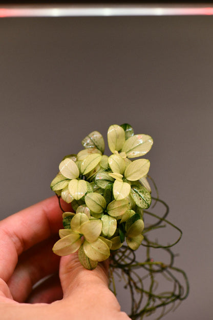 Anubias Nana Petite White Clump | Premium Rare Live Aquarium Plant | White Variegated Rhizome | Planted Tank