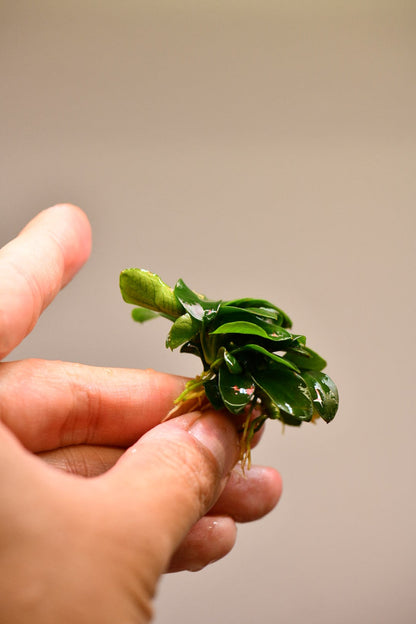 Buy 2 Get 1 Free | Anubias Nana Bonsai Japan | Rare Live Aquarium Plant | Low Light | Easy Care