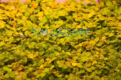Red Root Floaters | Live Aquarium Floating Plant | Easy Care | Betta Tank | Shrimp Tank | Low Light Surface Plant