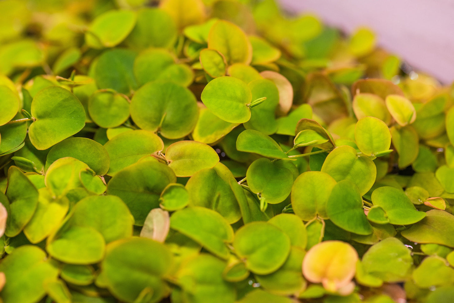 RED ROOT FLOATERS Aquarium Plants, Phyllanthus Fluitans Easy To Care Fish Tank Plant Decorations, Fish Enthusiast Gifts
