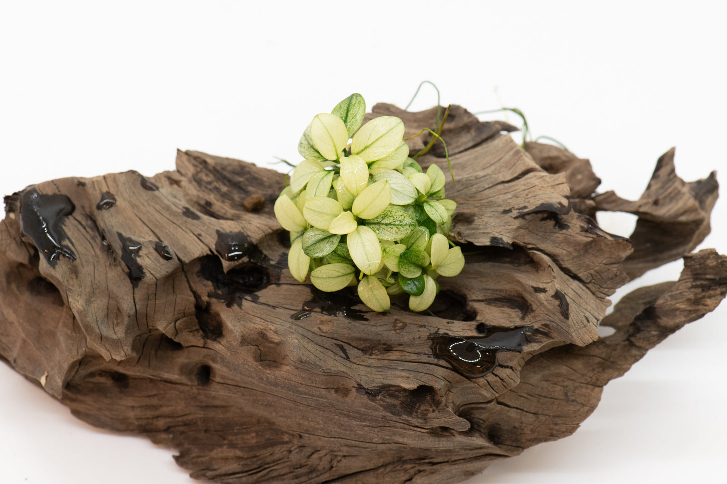 Anubias Nana Petite White - Live Aquarium Plant, Premium Fish Tank/Terrarium Plants, Aquatic Plant, Freshwater Plant, Reptile Habitat Decor