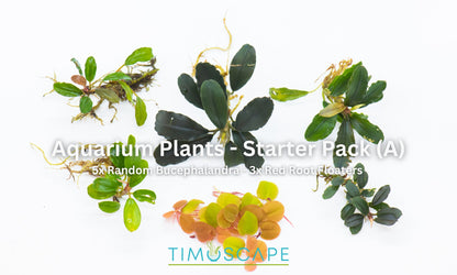 Aquarium Plants Starter Pack | Live Easy Care Plants | Beginner Bundle | Anubias + Bucephalandra | Low Light