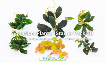Aquarium Plants Starter Pack | Live Easy Care Plants | Beginner Bundle | Anubias + Bucephalandra | Low Light