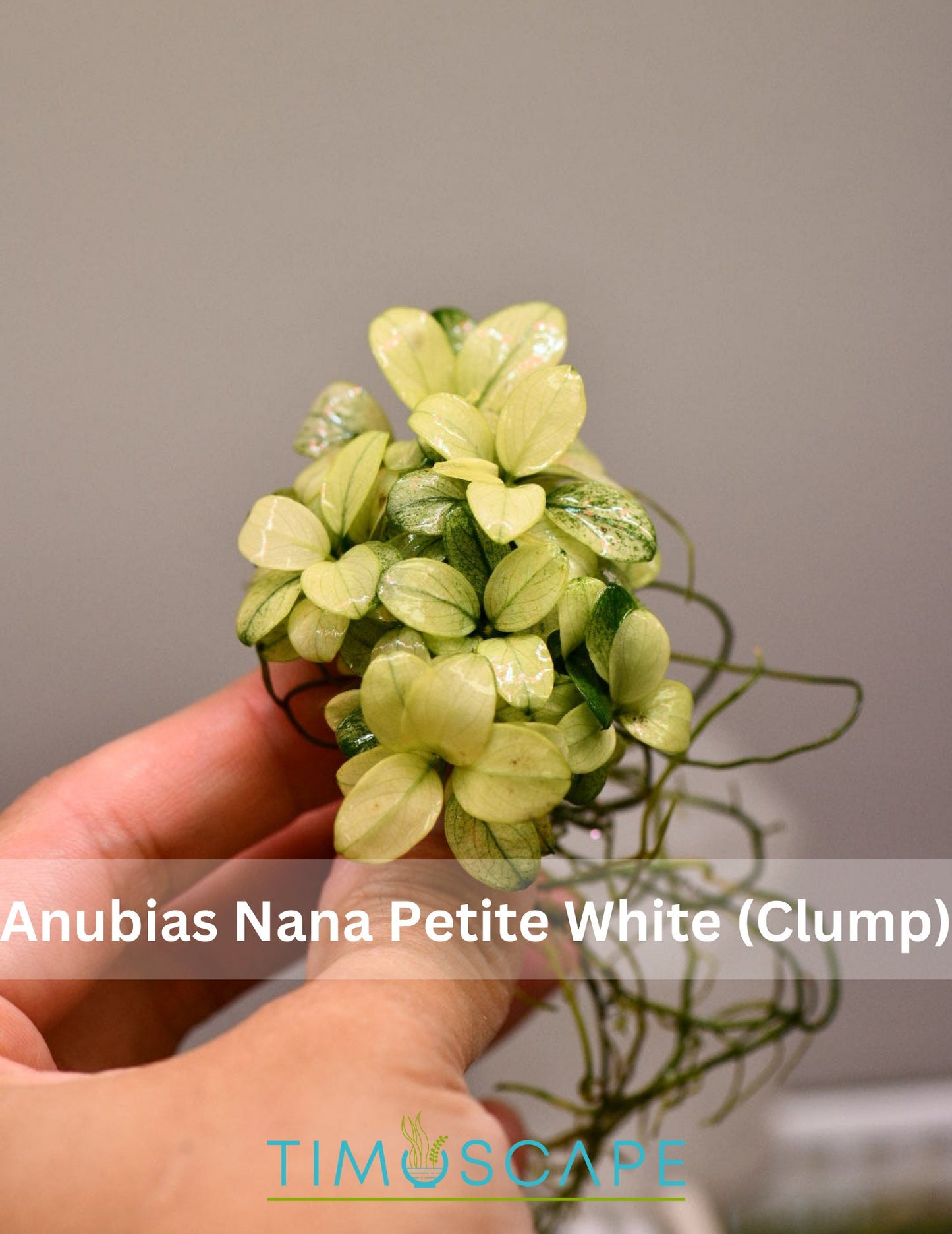 Anubias Nana Petite White - Live Aquarium Plant, Premium Fish Tank/Terrarium Plants, Aquatic Plant, Freshwater Plant, Reptile Habitat Decor