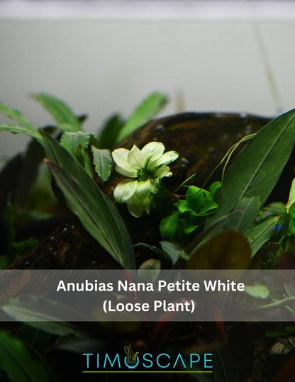 Anubias Nana Petite White | Rare Live Aquarium Plant | White Variegated Rhizome | Low Light | Fish Tank Decor