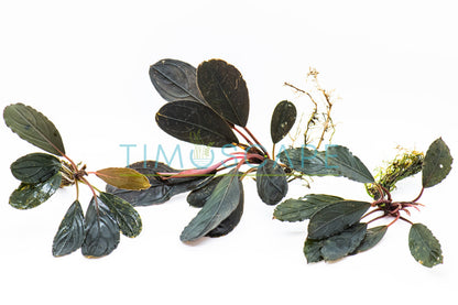 Bucephalandra Sp. Dark Skeleton King | Rare Live Aquarium Plant | Unique Collector Variety | Low Light | Shrimp Tank