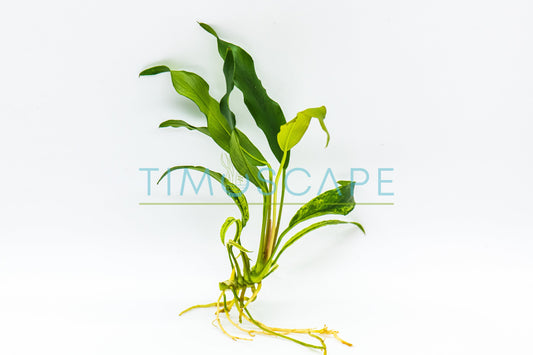 Live Anubias Aquarium Plants Bundles, Unique Adorable Fish Tank Décor Plant, Easy Care Aquatic Plant , Fish Lover Gift