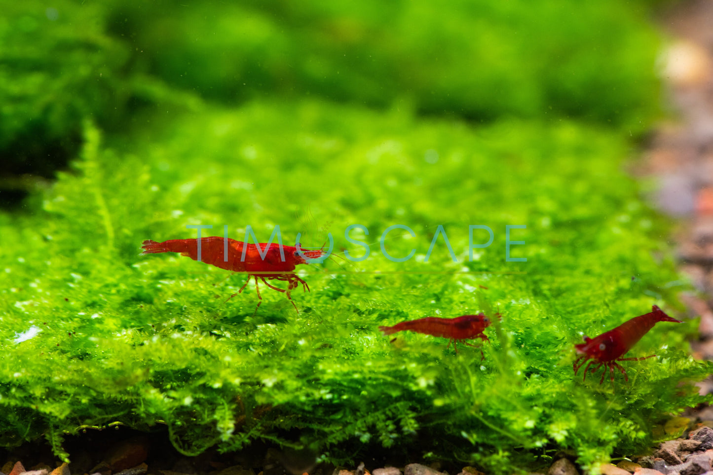 Mini Taiwan Moss Mat (3.5inx3.5in) - Live Aquarium Moss For Planted Shrimp Tank, Terrarium Setup