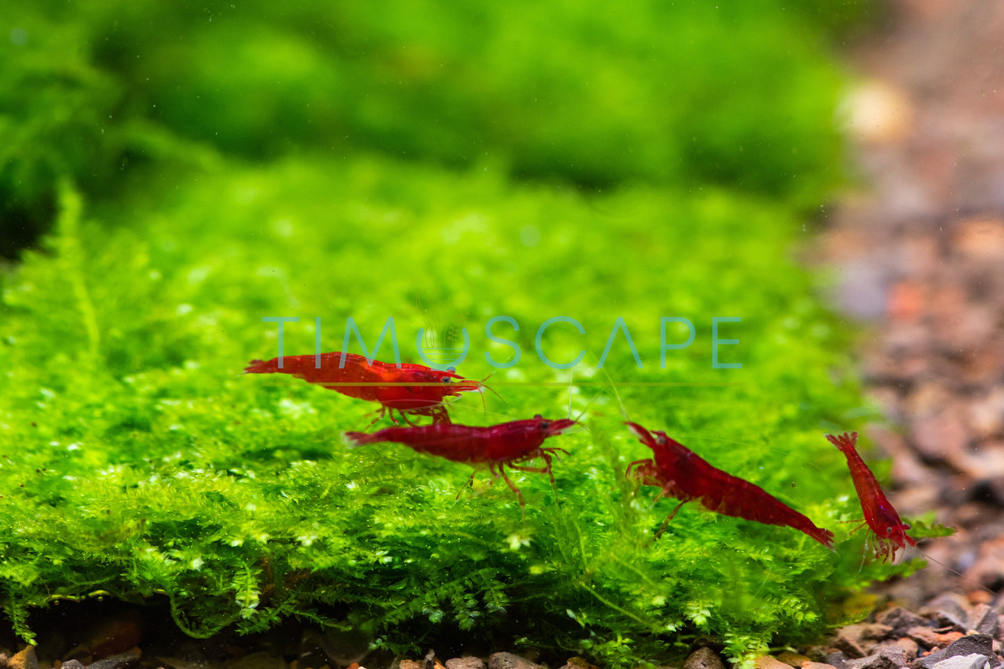 Mini Taiwan Moss Mat (3.5inx3.5in) - Live Aquarium Moss For Planted Shrimp Tank, Terrarium Setup