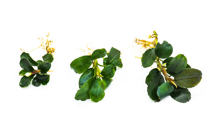Live Bucephalandra Aquarium Plant | Unique Rare Variety | Mystery Bonus | Low Light Rhizome | Fish Tank Decor