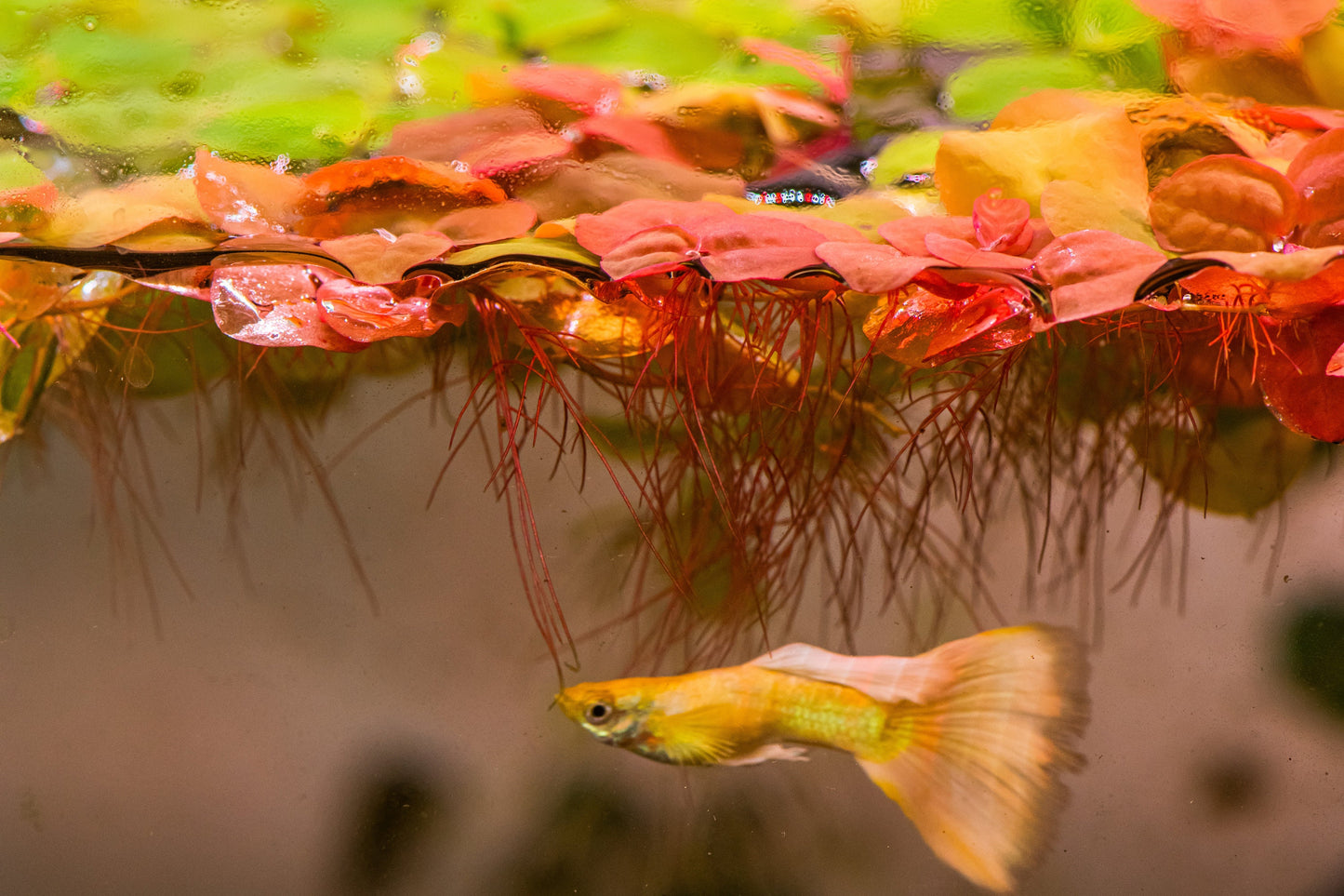RED ROOT FLOATERS Aquarium Plants, Phyllanthus Fluitans Easy To Care Fish Tank Plant Decorations, Fish Enthusiast Gifts