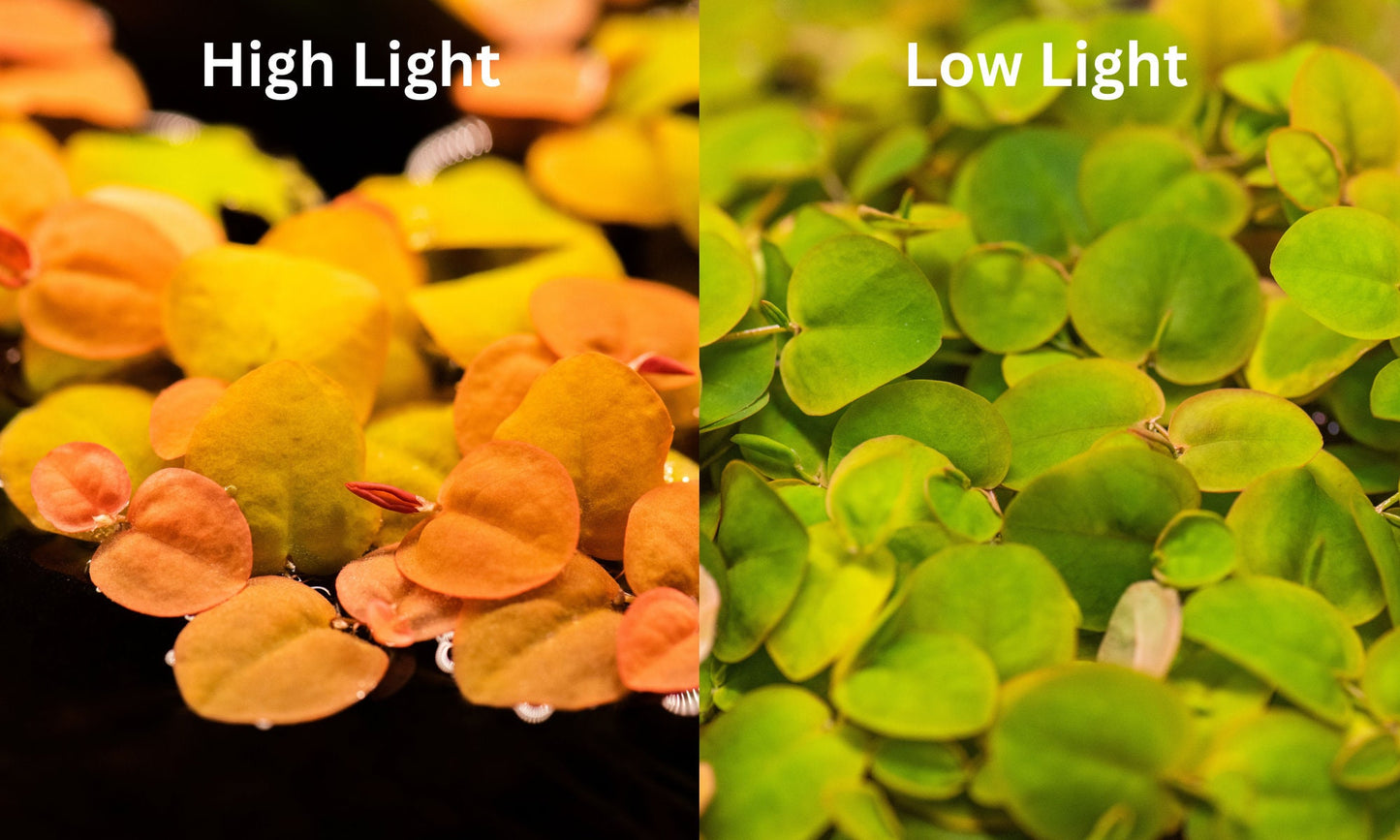 RED ROOT FLOATERS Aquarium Plants, Phyllanthus Fluitans Easy To Care Fish Tank Plant Decorations, Fish Enthusiast Gifts