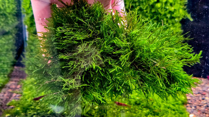 Buy 2 Get 1 Free | Mini Spiky Moss | Live Aquarium Moss | Nano Tank | Shrimp Tank | Easy Low Light