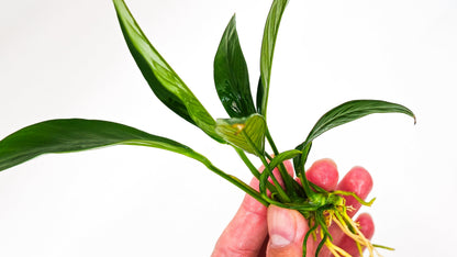 Buy 2 Get 1 Free | Anubias Congensis | Live Aquarium Plant | Easy Care Low Light Rhizome | Fish Tank