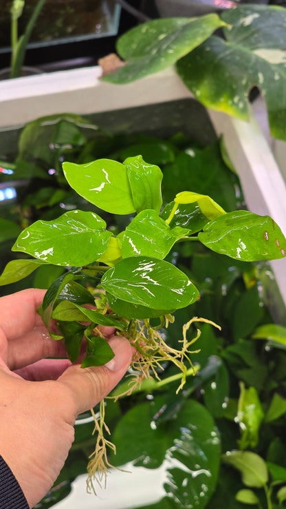 Buy 2 Get 1 Free | Anubias Nana Golden Leaf | Rare Live Aquarium Plant | Yellow Leaf Rhizome | Low Light