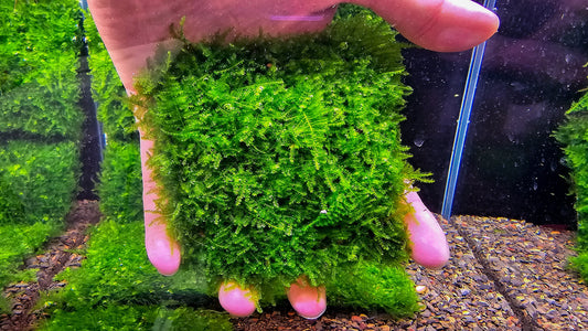 Mini Taiwan Moss Mat (3.5inx3.5in) - Live Aquarium Moss For Planted Shrimp Tank, Terrarium Setup