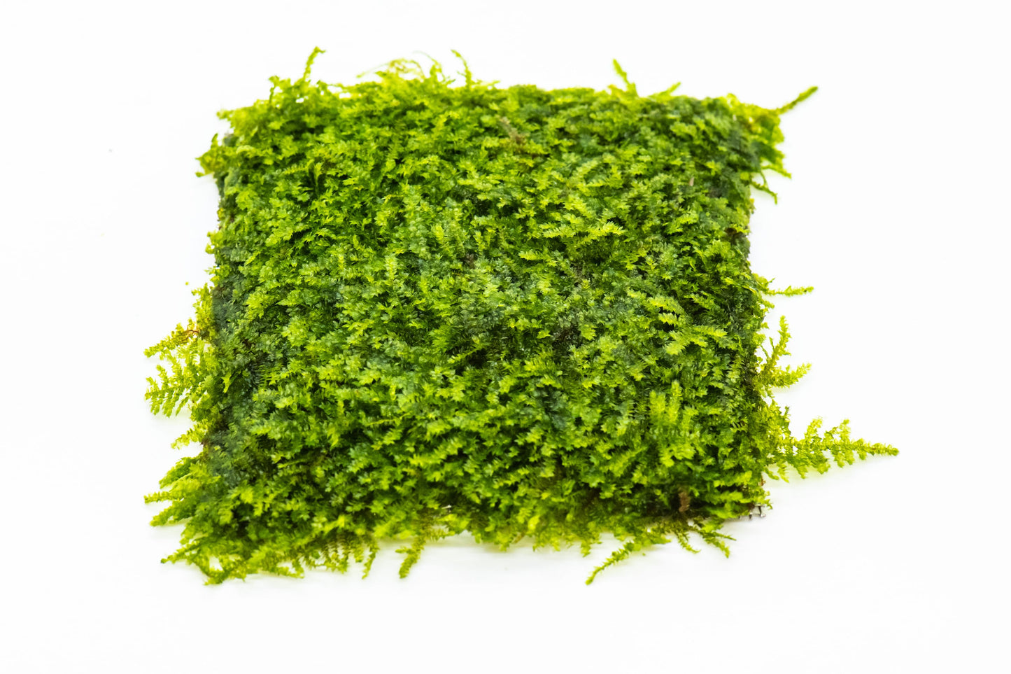 Mini Taiwan Moss Mat (3.5inx3.5in) - Live Aquarium Moss For Planted Shrimp Tank, Terrarium Setup