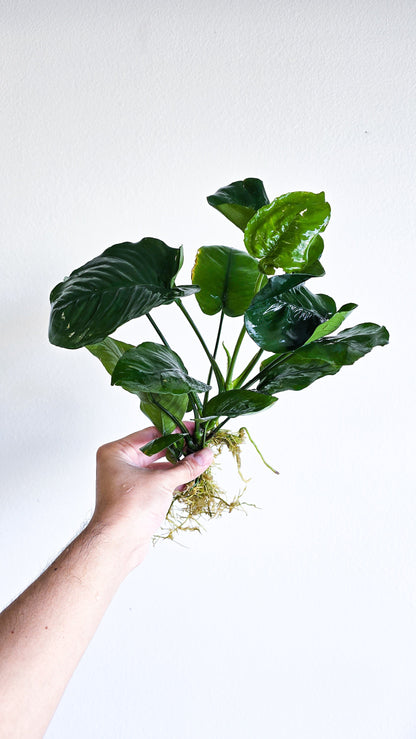 Buy 2 Get 1 Free | Anubias Nana Giant XXL | Large Live Aquarium Plant | Statement Piece | Low Light
