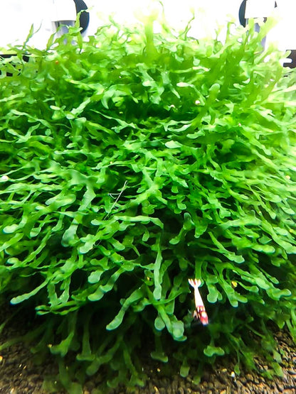 Buy 2 Get 1 Free | Subwassertang Live Aquarium Moss | Shrimp Tank | Easy Low Light Moss | Nano Tank