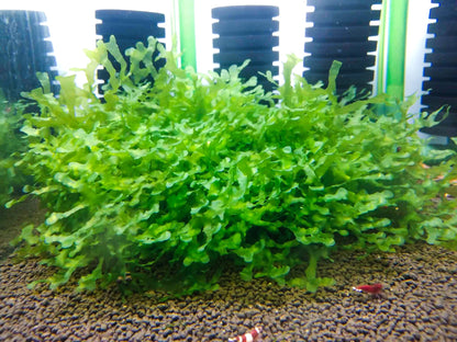 Buy 2 Get 1 Free | Subwassertang Live Aquarium Moss | Shrimp Tank | Easy Low Light Moss | Nano Tank