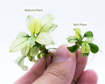 Buy 2 Get 1 Free | Mini Anubias Nana Petite White | Rare Small White Aquarium Plant | Low Light | Nano Tank